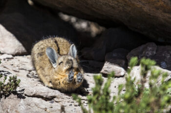 Stretching ! Wild chinchilla resting on rocky terrain in the Andes.