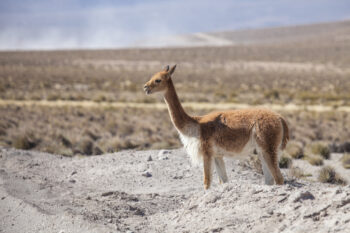 Vicuna Llama standing on rocky terrain with vast Andean landscape in the background.