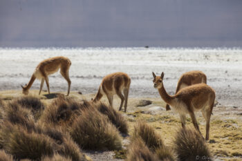 Vicuna on Salar de Surire Llamas grazing peacefully on the high-altitude plains of the Andes during sunset, capturing the sere.