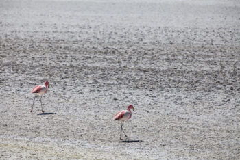 Salar de Surire Flamingos walking on salt flats in the Andes, capturing the unique wildlife and stunning landscape.