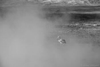 Hot Spring fog Wild flamingo standing in high-altitude lake in the Andes, captured during a mountain encounter.