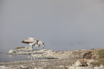 A flamingo wading along a rocky shoreline by calm water, highlighting its graceful stance and natural environment. Flamingo standing on a rocky shoreline near water, showcasing its elegant posture and distinctive pi.