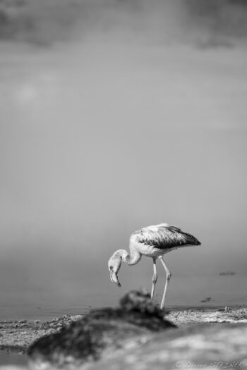 Hot spring fog Flamingo standing in shallow water during a mountain encounter in the Andes.