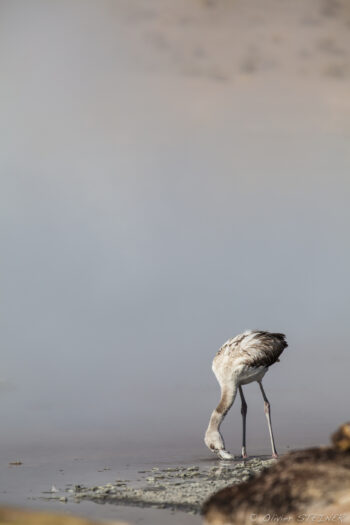 A graceful flamingo standing in shallow water during sunset, highlighting wildlife photography skills. Flamingo wading in water, capturing wildlife photography by Olivier Steiner.