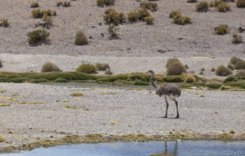 Quick shot... Andean wildlife scene with a bird near a water body in the mountains.