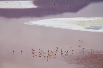 On the Laguna Colorada Serenading flamingos wading in a tranquil Andean lake with pink waters and distant mountains.