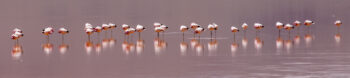 Laguna Colorada Flamingos standing in the shallow waters of the Andes during a scenic encounter.