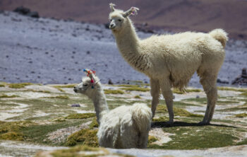 The more classic lama Llamas standing on rocky terrain in the Andes, with mountains in the background, captured by Olivier.