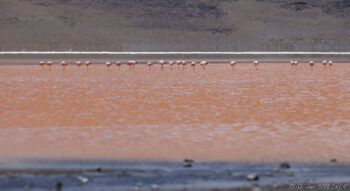Laguna Colorada Flamingos standing in a pink salt lake in the Andes mountains.