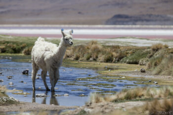 Lama near Laguna Colorada Llama standing in a shallow stream in the Andes, surrounded by high-altitude plains and colorful lak.
