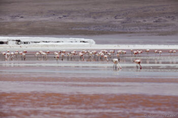 Flamingos gather in the colorful salt flats of the Andes during a stunning encounter. Flamingos in the high-altitude salt flats of the Andes.