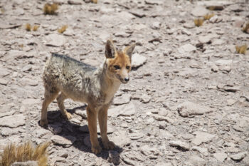 Renard de Magellan - Culpeo or Magellan's fox Wild canid standing on rocky terrain in the Andes.