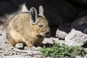 Viscacha - Viscache Wild rabbit in the Andes, showing detailed fur and environment with rocks and greenery.