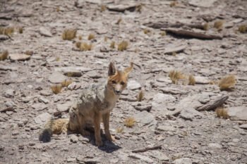 A fox resting in the arid landscape of the Andes, captured during an outdoor photography session. Wild fox in the Andes desert, surrounded by sparse vegetation and rocky ground.