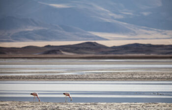 Salar de Talar Serene landscape of the Andes featuring two flamingos wading in salt flats with mountains in the bac.