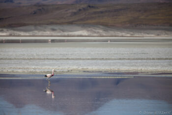 Morning light - Salar de Talar Flamingos standing in the shallow waters of the Andes, reflecting mountain scenery.