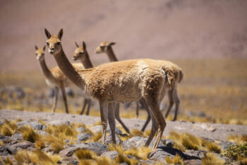 Vicuna Llamas in the Andes mountains, surrounded by rugged terrain and sparse vegetation, capturing the ess.
