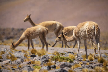 Vicuna Ostriches walking in a rocky Andean landscape with sparse vegetation.