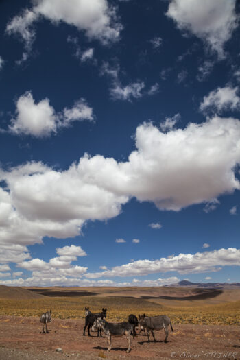Wild burros Andean landscape featuring donkeys and expansive sky, capturing the essence of Rencontre dans les An.
