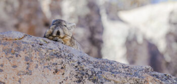 Viscacha sunbathing - Viscache au soleil Mountain lion resting on a rock in the Andes, capturing wildlife in a natural setting.