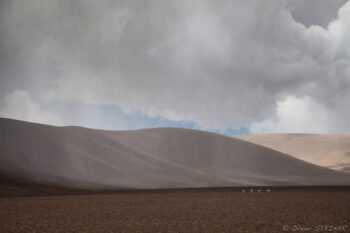 Vicuna under the storm Andean mountain landscape with rolling hills and dramatic clouds.