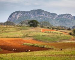 Near the cliff - à côté des falaises