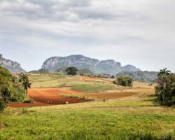 Near the cliff - à côté des falaises