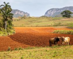Near the cliff - à côté des falaises