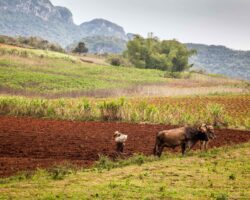Near the cliff - à côté des falaises