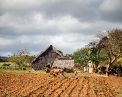 Near the cliff - à côté des falaises