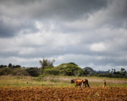 Near the cliff - à côté des falaises