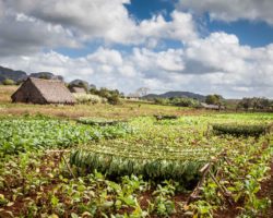 Tobacco plantation