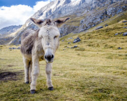 Our friend at Quartelhuain