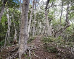 First steps on the trail