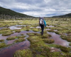 Hoping from green pod to green pod