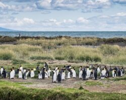 King penguin in Tierra del Fuego