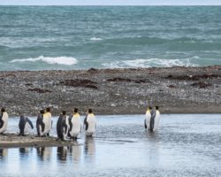 King penguin in Tierra del Fuego