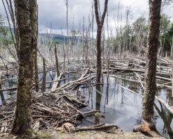 Flooded wood by beavers - Bois innondés par les castors