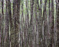 High density of trees