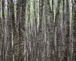 High density of trees