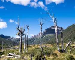 Dead wood and peatlands - Forêts mortes et tourbières