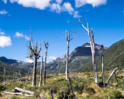 Dead wood and peatlands - Forêts mortes et tourbières