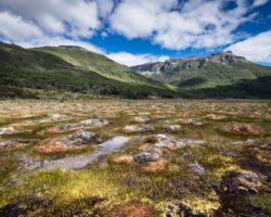 Spectacular peatlands