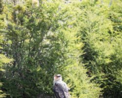 Southern crested Caracara
