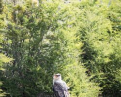 Southern crested Caracara