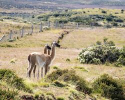 A cousin of Lamas and Alpagas: the Guanacos
