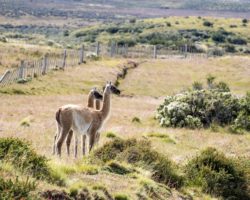 A cousin of Lamas and Alpagas: the Guanacos