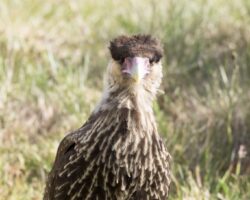 Southern crested Caracara