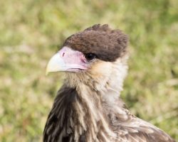 Southern crested Caracara