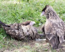 Southern crested Caracara
